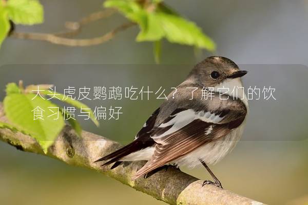 大头虎皮鹦鹉吃什么？了解它们的饮食习惯与偏好