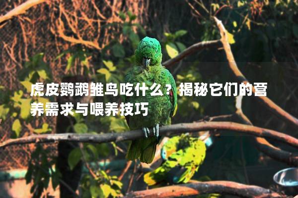 虎皮鹦鹉雏鸟吃什么？揭秘它们的营养需求与喂养技巧