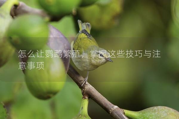 怎么让鹦鹉繁殖，掌握这些技巧与注意事项