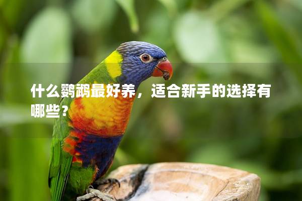 什么鹦鹉最好养，适合新手的选择有哪些？