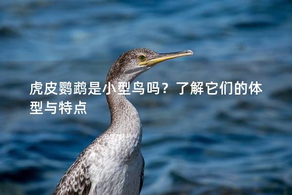 虎皮鹦鹉是小型鸟吗？了解它们的体型与特点