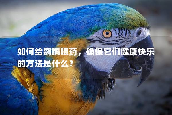 如何给鹦鹉喂药，确保它们健康快乐的方法是什么？