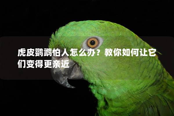 虎皮鹦鹉怕人怎么办？教你如何让它们变得更亲近