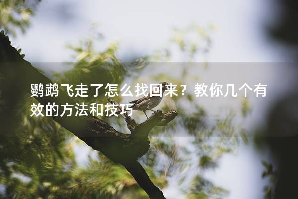 鹦鹉飞走了怎么找回来？教你几个有效的方法和技巧