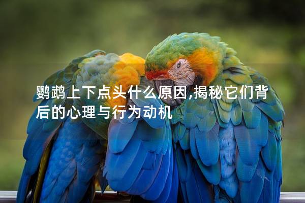 鹦鹉上下点头什么原因,揭秘它们背后的心理与行为动机