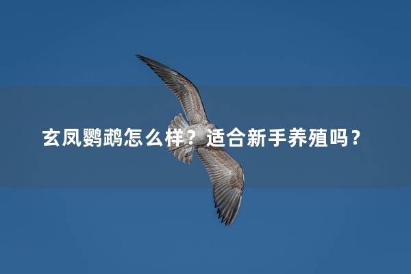 玄凤鹦鹉怎么样？适合新手养殖吗？