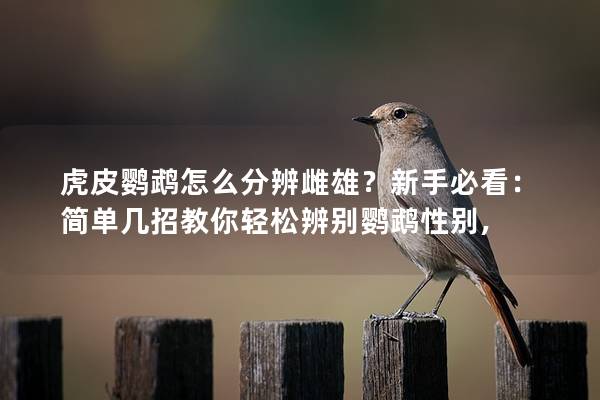 虎皮鹦鹉怎么分辨雌雄？新手必看：简单几招教你轻松辨别鹦鹉性别,