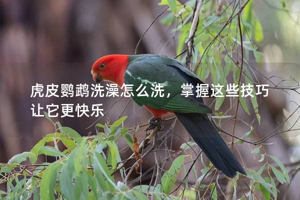 虎皮鹦鹉洗澡怎么洗，掌握这些技巧让它更快乐