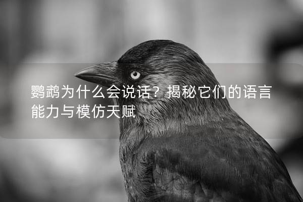 鹦鹉为什么会说话？揭秘它们的语言能力与模仿天赋