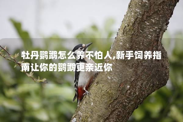 牡丹鹦鹉怎么养不怕人,新手饲养指南让你的鹦鹉更亲近你
