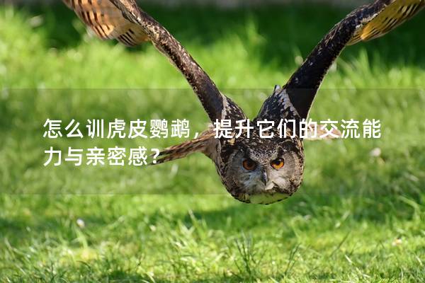 怎么训虎皮鹦鹉，提升它们的交流能力与亲密感？