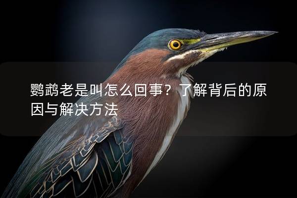 鹦鹉老是叫怎么回事？了解背后的原因与解决方法