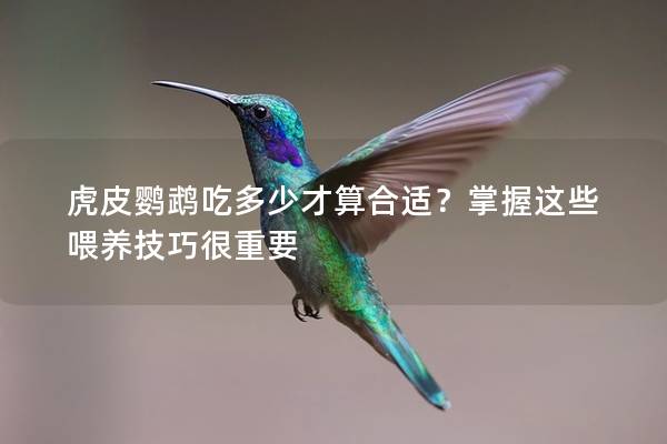 虎皮鹦鹉吃多少才算合适？掌握这些喂养技巧很重要