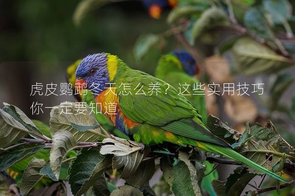 虎皮鹦鹉冬天怎么养？这些实用技巧你一定要知道