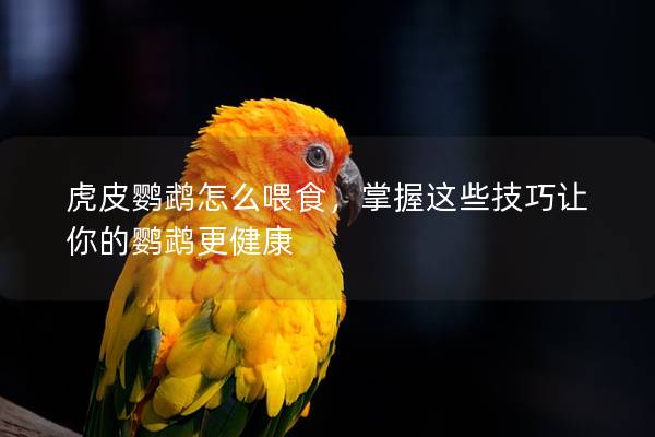 虎皮鹦鹉怎么喂食，掌握这些技巧让你的鹦鹉更健康
