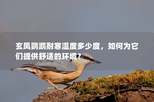 玄凤鹦鹉耐寒温度多少度，如何为它们提供舒适的环境？