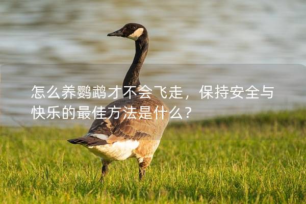 怎么养鹦鹉才不会飞走，保持安全与快乐的最佳方法是什么？