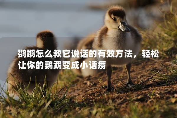 鹦鹉怎么教它说话的有效方法，轻松让你的鹦鹉变成小话痨