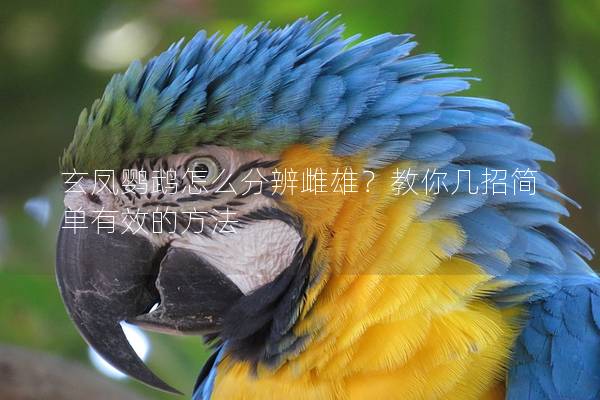 玄凤鹦鹉怎么分辨雌雄？教你几招简单有效的方法