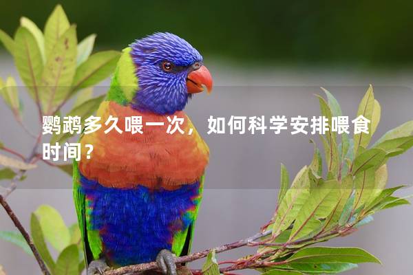 鹦鹉多久喂一次，如何科学安排喂食时间？