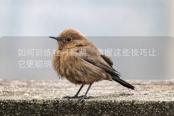 如何训练牡丹鹦鹉，掌握这些技巧让它更聪明