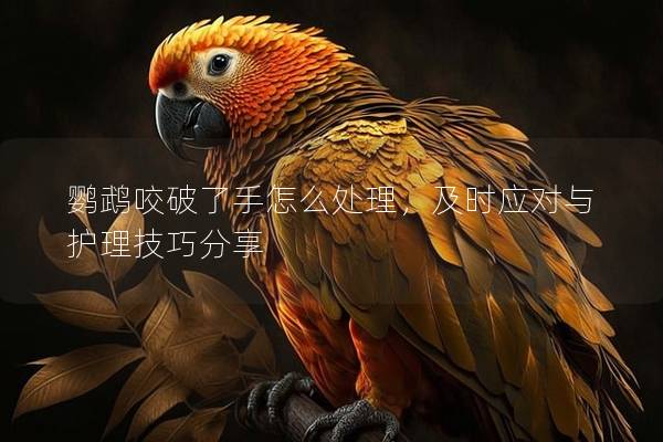 鹦鹉咬破了手怎么处理，及时应对与护理技巧分享