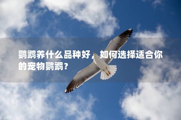 鹦鹉养什么品种好，如何选择适合你的宠物鹦鹉？