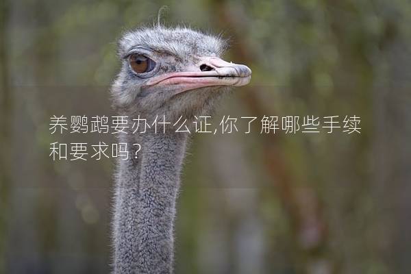 养鹦鹉要办什么证,你了解哪些手续和要求吗？