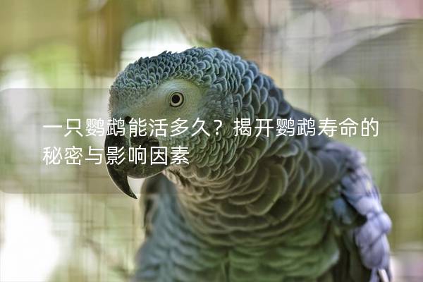 一只鹦鹉能活多久？揭开鹦鹉寿命的秘密与影响因素