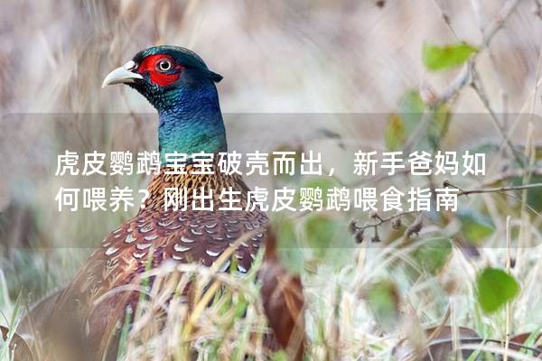 虎皮鹦鹉宝宝破壳而出，新手爸妈如何喂养？刚出生虎皮鹦鹉喂食指南