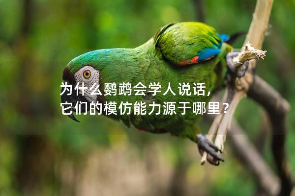 为什么鹦鹉会学人说话, 它们的模仿能力源于哪里？