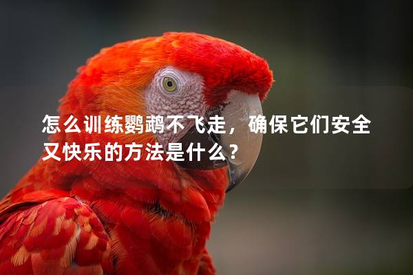 怎么训练鹦鹉不飞走，确保它们安全又快乐的方法是什么？