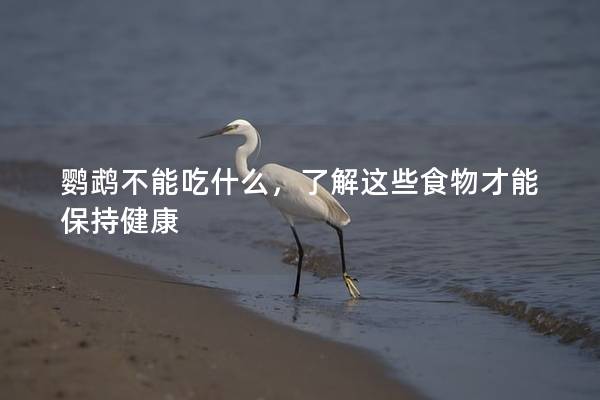 鹦鹉不能吃什么，了解这些食物才能保持健康