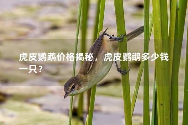 虎皮鹦鹉价格揭秘，虎皮鹦鹉多少钱一只？