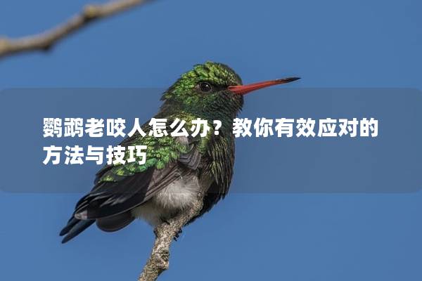 鹦鹉老咬人怎么办？教你有效应对的方法与技巧