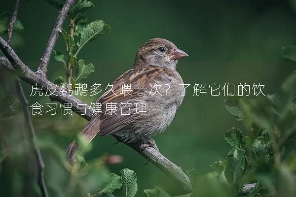 虎皮鹦鹉多久喂一次？了解它们的饮食习惯与健康管理