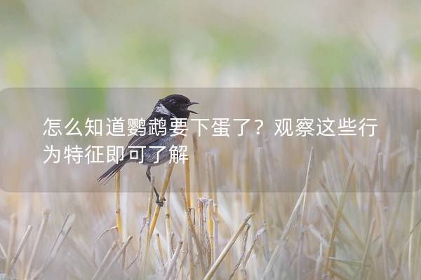 怎么知道鹦鹉要下蛋了？观察这些行为特征即可了解