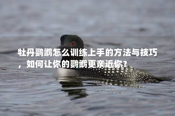 牡丹鹦鹉怎么训练上手的方法与技巧，如何让你的鹦鹉更亲近你？