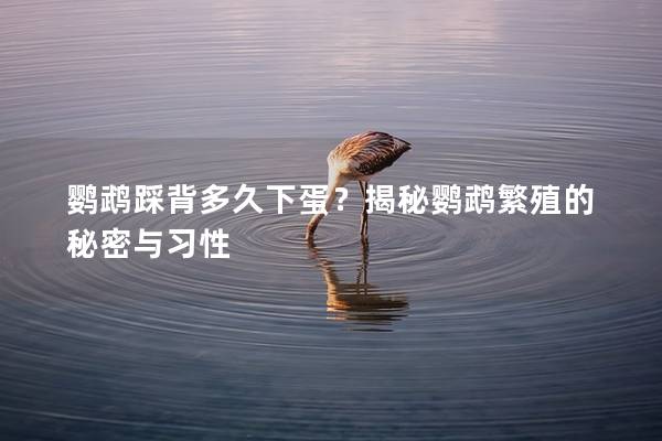 鹦鹉踩背多久下蛋？揭秘鹦鹉繁殖的秘密与习性
