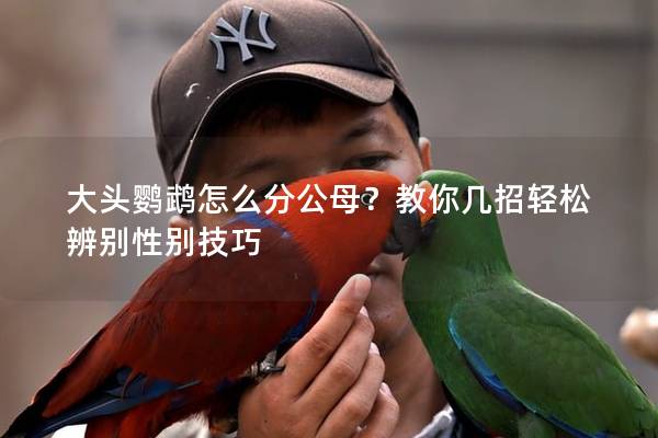 大头鹦鹉怎么分公母？教你几招轻松辨别性别技巧