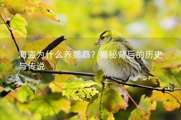 海盗为什么养鹦鹉？揭秘背后的历史与传说