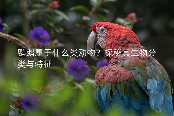 鹦鹉属于什么类动物？探秘其生物分类与特征