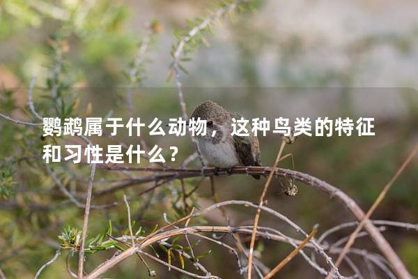 鹦鹉属于什么动物，这种鸟类的特征和习性是什么？
