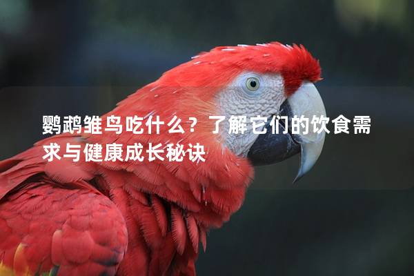 鹦鹉雏鸟吃什么？了解它们的饮食需求与健康成长秘诀