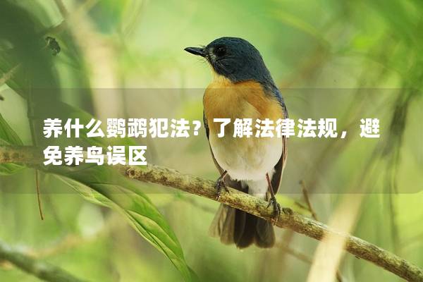 养什么鹦鹉犯法？了解法律法规，避免养鸟误区