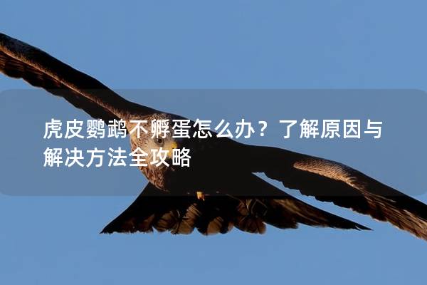 虎皮鹦鹉不孵蛋怎么办？了解原因与解决方法全攻略