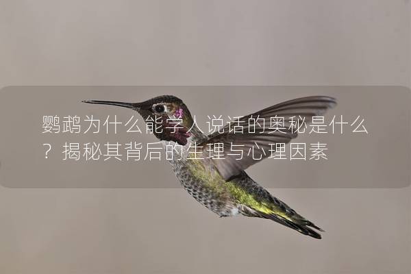 鹦鹉为什么能学人说话的奥秘是什么？揭秘其背后的生理与心理因素