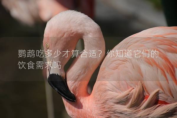 鹦鹉吃多少才算合适？你知道它们的饮食需求吗