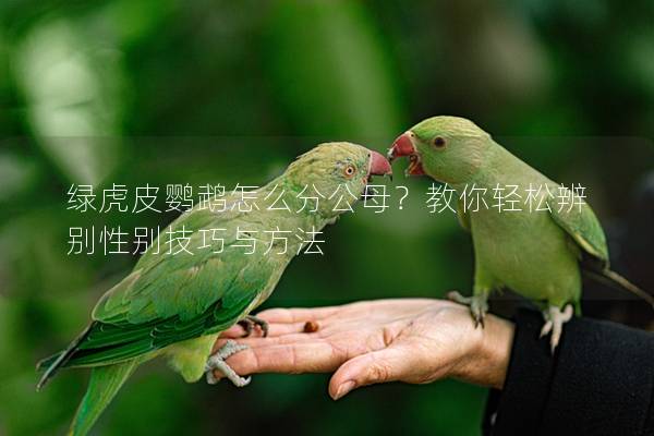 绿虎皮鹦鹉怎么分公母？教你轻松辨别性别技巧与方法