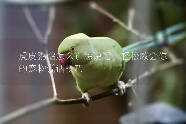 虎皮鹦鹉怎么训练说话，轻松教会你的宠物说话技巧